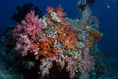 Raja Ampat 2016 - Corail - IMG_4401_rc